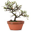 Cotoneaster horizontalis, 15 cm, ± 6 years old