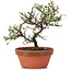 Cotoneaster horizontalis, 15 cm, ± 6 años