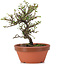 Cotoneaster horizontalis, 15 cm, ± 6 Jahre alt