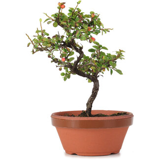 Cotoneaster horizontalis, 19 cm, ± 6 anni