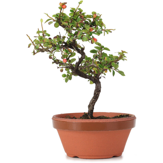 Cotoneaster horizontalis, 19 cm, ± 6 Jahre alt