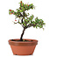 Cotoneaster horizontalis, 19 cm, ± 6 Jahre alt