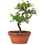 Cotoneaster horizontalis, 19 cm, ± 6 Jahre alt