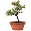 Cotoneaster horizontalis, 19 cm, ± 6 Jahre alt