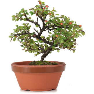 Cotoneaster horizontalis, 14 cm, ± 6 anni