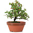 Cotoneaster horizontalis, 14 cm, ± 6 Jahre alt