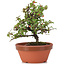 Cotoneaster horizontalis, 14 cm, ± 6 años