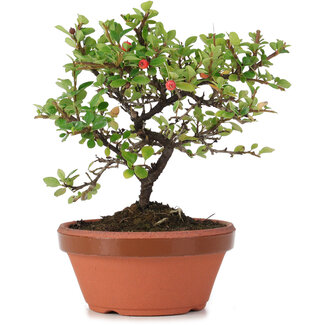 Cotoneaster horizontalis, 16 cm, ± 6 anni