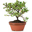 Cotoneaster horizontalis, 16 cm, ± 6 años