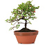 Cotoneaster horizontalis, 16 cm, ± 6 years old