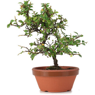 Cotoneaster horizontalis, 20 cm, ± 6 anni