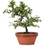 Cotoneaster horizontalis, 20 cm, ± 6 ans