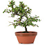 Cotoneaster horizontalis, 20 cm, ± 6 years old