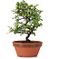 Cotoneaster horizontalis, 20 cm, ± 6 Jahre alt