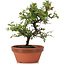 Cotoneaster horizontalis, 20 cm, ± 6 anni