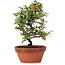 Cotoneaster horizontalis, 20 cm, ± 6 años