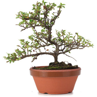 Cotoneaster horizontalis, 16 cm, ± 6 anni