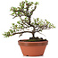 Cotoneaster horizontalis, 16 cm, ± 6 Jahre alt