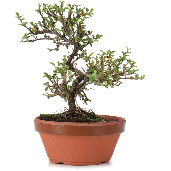 Cotoneaster horizontalis, 16 cm, ± 6 jaar oud