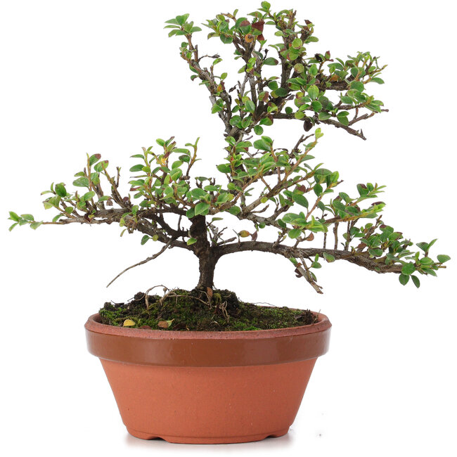 Cotoneaster horizontalis, 16 cm, ± 6 ans