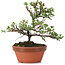 Cotoneaster horizontalis, 16 cm, ± 6 anni