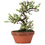 Cotoneaster horizontalis, 16 cm, ± 6 anni