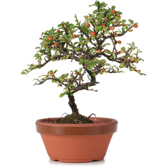 Cotoneaster horizontalis, 19 cm, ± 6 anni