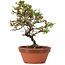 Cotoneaster horizontalis, 19 cm, ± 6 años