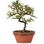 Cotoneaster horizontalis, 19 cm, ± 6 Jahre alt