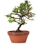 Cotoneaster horizontalis, 19 cm, ± 6 Jahre alt