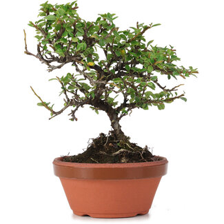 Cotoneaster horizontalis, 18 cm, ± 6 Jahre alt