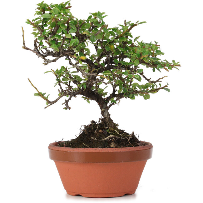 Cotoneaster horizontalis, 18 cm, ± 6 años