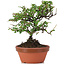 Cotoneaster horizontalis, 18 cm, ± 6 años