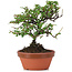 Cotoneaster horizontalis, 18 cm, ± 6 years old