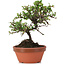 Cotoneaster horizontalis, 18 cm, ± 6 Jahre alt