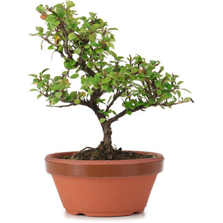 Cotoneaster horizontalis, 19 cm, ± 6 Jahre alt