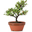 Cotoneaster horizontalis, 19 cm, ± 6 Jahre alt