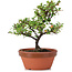 Cotoneaster horizontalis, 19 cm, ± 6 years old