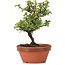 Cotoneaster horizontalis, 19 cm, ± 6 Jahre alt