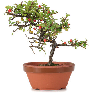 Cotoneaster horizontalis, 17 cm, ± 6 jaar oud