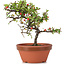 Cotoneaster horizontalis, 17 cm, ± 6 jaar oud