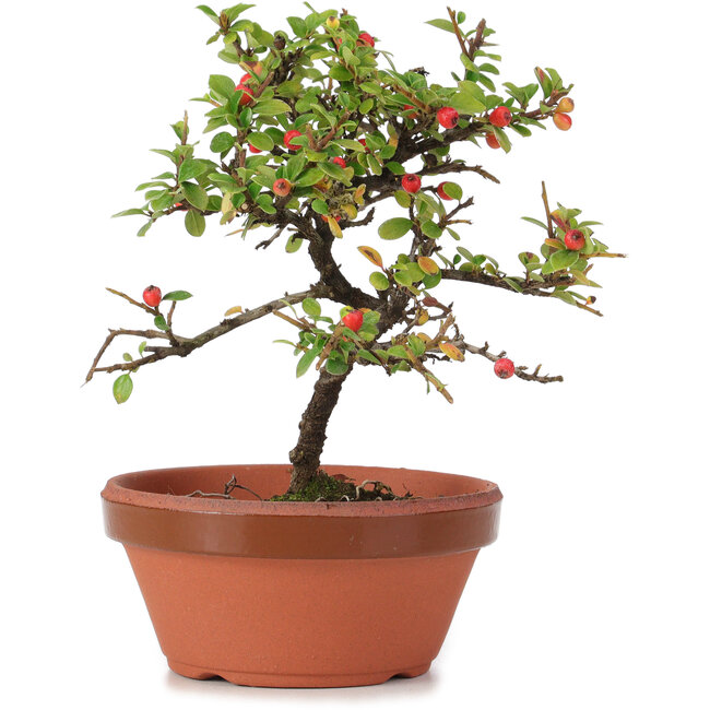 Cotoneaster horizontalis, 17 cm, ± 6 ans