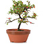 Cotoneaster horizontalis, 17 cm, ± 6 jaar oud