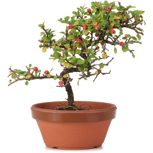 Cotoneaster horizontalis, 17 cm, ± 6 ans