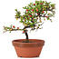 Cotoneaster horizontalis, 17 cm, ± 6 Jahre alt