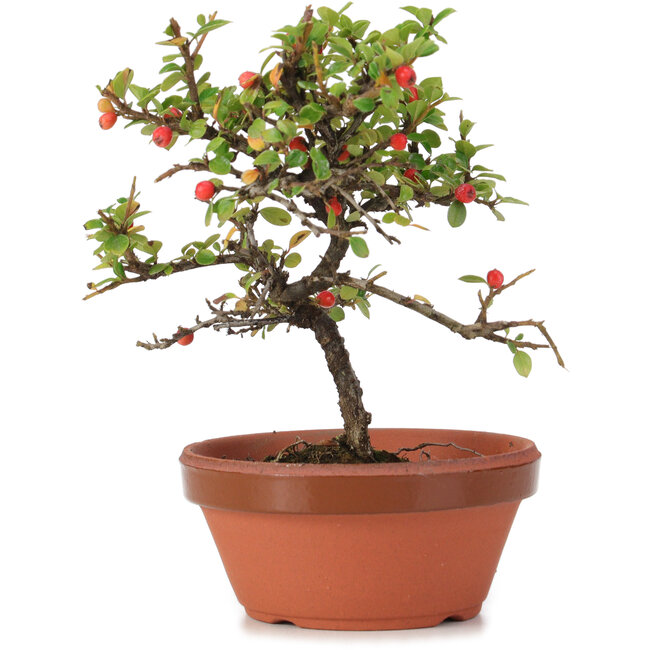 Cotoneaster horizontalis, 17 cm, ± 6 anni