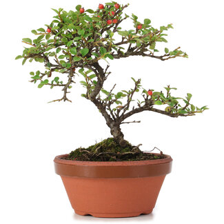 Cotoneaster horizontalis, 17 cm, ± 6 años