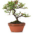 Cotoneaster horizontalis, 17 cm, ± 6 years old