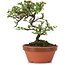 Cotoneaster horizontalis, 17 cm, ± 6 Jahre alt