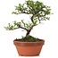 Cotoneaster horizontalis, 17 cm, ± 6 Jahre alt